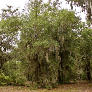 Photo #10 of 385 Sand Ridge, New Bern, NC