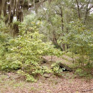 Photo #7 of 385 Sand Ridge, New Bern, NC
