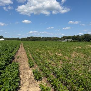 Photo #6 of 4140 Seth West, Dover, NC 10.2 acres