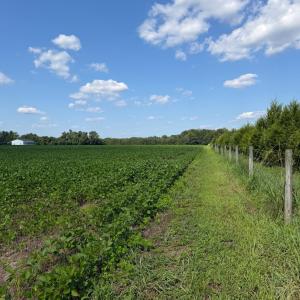 Photo #9 of 4140 Seth West, Dover, NC 10.2 acres