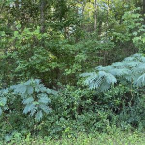 Photo #1 of 1197 Green Springs, New Bern, NC 1.0 acres