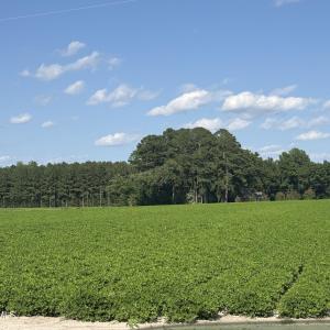 Photo #19 of 3085 Fire Dept, Williamston, NC 50.0 acres