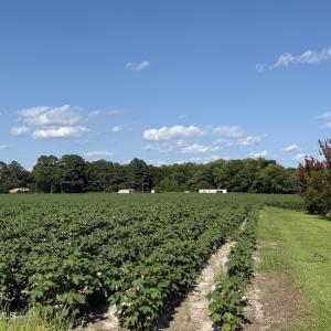 Photo #9 of 3085 Fire Dept, Williamston, NC 50.0 acres