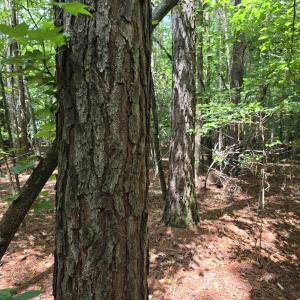 Photo #3 of Ballard, Williamston, NC 57.0 acres