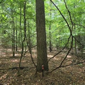 Photo #4 of Ballard, Williamston, NC 57.0 acres