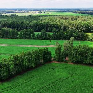 Photo #9 of 464 Washboard, Mount Olive, NC 59.7 acres