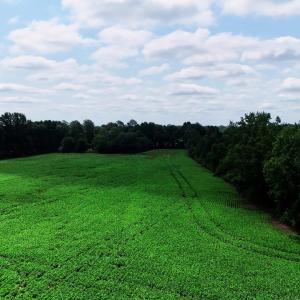 Photo #7 of 464 Washboard, Mount Olive, NC 59.7 acres