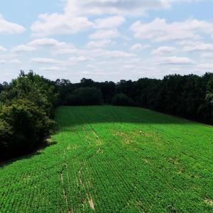Photo #8 of 464 Washboard, Mount Olive, NC 59.7 acres