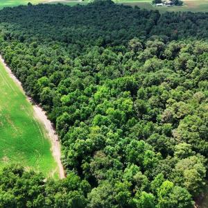 Photo #4 of 464 Washboard, Mount Olive, NC 59.7 acres