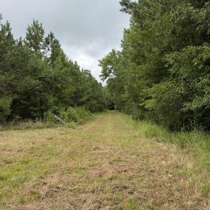 Photo #10 of 359 Roe And Sarah, Clarkton, NC 69.3 acres