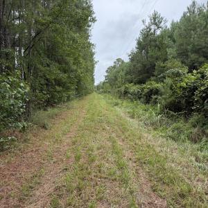 Photo #19 of 359 Roe And Sarah, Clarkton, NC 69.3 acres