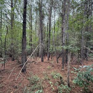 Photo #14 of 359 Roe And Sarah, Clarkton, NC 69.3 acres
