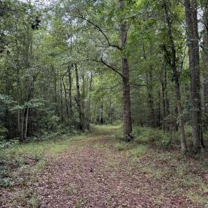 Photo #11 of 359 Roe And Sarah, Clarkton, NC 69.3 acres