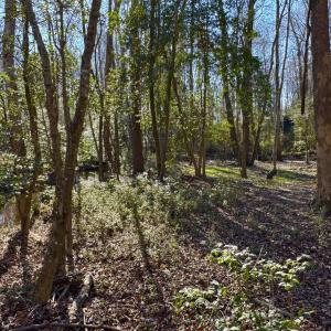 Photo #4 of Fred, Kenly, NC 36.5 acres
