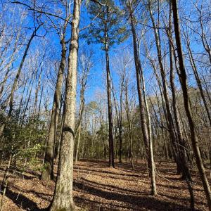Photo #20 of Fred, Kenly, NC 36.5 acres