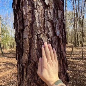 Photo #21 of Fred, Kenly, NC 36.5 acres
