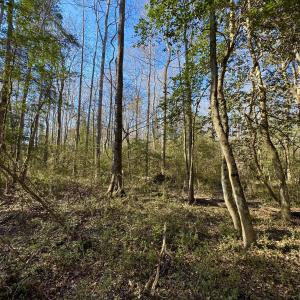 Photo #6 of Fred, Kenly, NC 36.5 acres