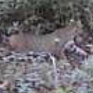 Photo #4 of Sand Ridge, Hubert, NC 8.0 acres