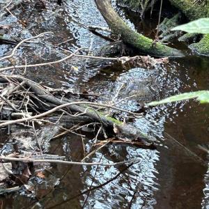 Photo #3 of Sand Ridge, Hubert, NC 8.0 acres