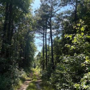 Photo #6 of Near 8944 Chauncey Town Rd, Lake Waccamaw, NC 67.7 acres
