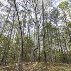 Photo #49 of 215 Cameron Camp, Cameron, NC 900.0 acres