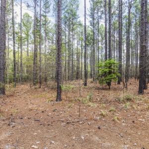 Photo #53 of 215 Cameron Camp, Cameron, NC 900.0 acres