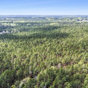 Photo #22 of 215 Cameron Camp, Cameron, NC 900.0 acres