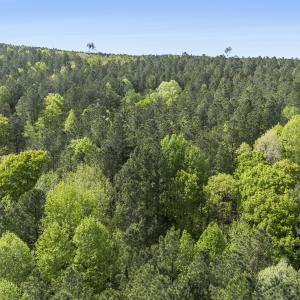 Photo #9 of 3100 Buckhorn, Sanford, NC 759.3 acres