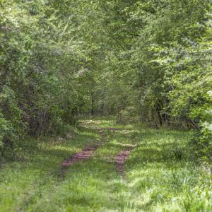 Photo #25 of 3100 Buckhorn, Sanford, NC 759.3 acres