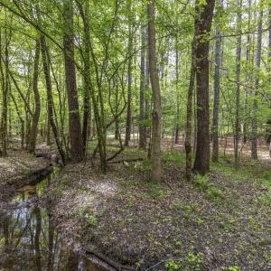 Photo #41 of 3100 Buckhorn, Sanford, NC 759.3 acres