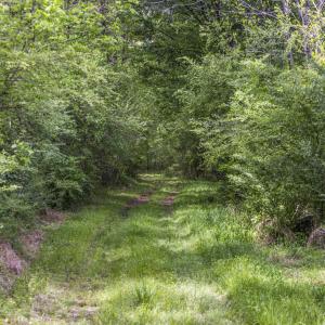 Photo #26 of 3100 Buckhorn, Sanford, NC 759.3 acres
