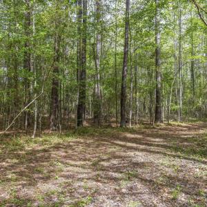 Photo #39 of 3100 Buckhorn, Sanford, NC 759.3 acres