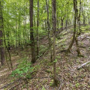 Photo #40 of 3100 Buckhorn, Sanford, NC 759.3 acres