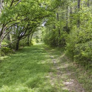 Photo #4 of 3100 Buckhorn, Sanford, NC 759.3 acres