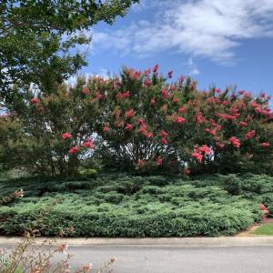Crepe Myrtle 1