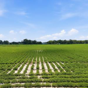 Photo #14 of 1175 Laurie Ellis, Winterville, NC 41.2 acres