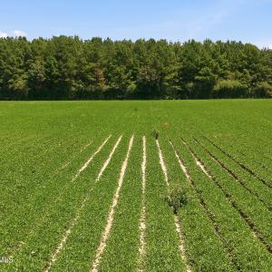 Photo #13 of 1175 Laurie Ellis, Winterville, NC 41.2 acres