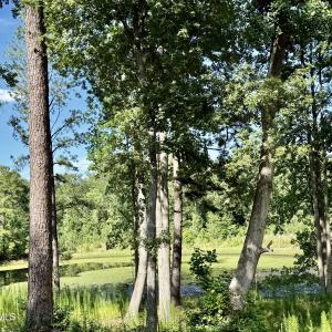 Photo #7 of Tbd Roberdel School, Rockingham, NC 59.0 acres