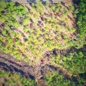Photo #3 of 203 Paradox Point, Aurora, NC 7.6 acres