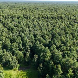 Photo #45 of 5200 Kershaw, Oriental, NC 122.8 acres