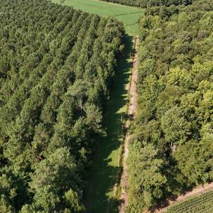 Photo #17 of 5200 Kershaw, Oriental, NC 122.8 acres
