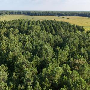 Photo #13 of 5200 Kershaw, Oriental, NC 122.8 acres
