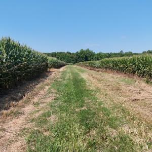 Photo #59 of 5200 Kershaw, Oriental, NC 122.8 acres