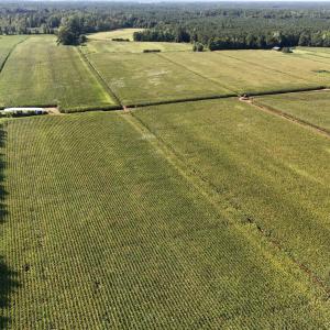 Photo #31 of 5200 Kershaw, Oriental, NC 122.8 acres