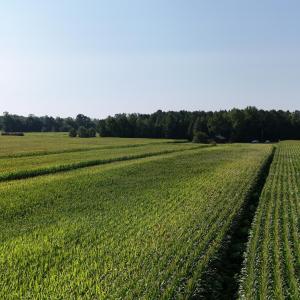 Photo #12 of 5200 Kershaw, Oriental, NC 122.8 acres