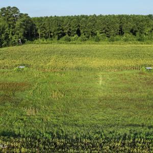 Photo #51 of 5200 Kershaw, Oriental, NC 122.8 acres