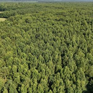 Photo #47 of 5200 Kershaw, Oriental, NC 122.8 acres