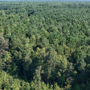 Photo #14 of 5200 Kershaw, Oriental, NC 122.8 acres