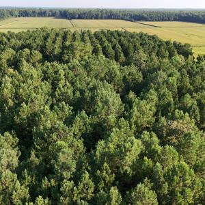 Photo #29 of 5200 Kershaw, Oriental, NC 122.8 acres