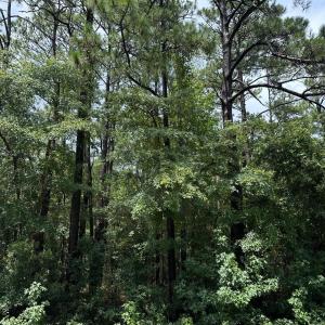 Photo #12 of 212 Golden, Wilmington, NC 0.4 acres